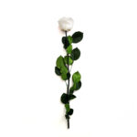 Wieczna Róża na Łodydze 50cm - Biała